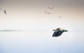 Flight reddy shelduck at the Bhigwan bird sanctuary