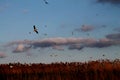 Flight of river gulls in the sky over the reeds. Royalty Free Stock Photo