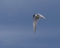 Flight roseate tern bird flying in the blue sky Royalty Free Stock Photo
