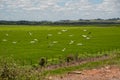 Flock of storks Ciconia maguari flock in fields of the Pampa Biome in southern Brazil