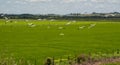 Flock of storks Ciconia maguari flock in fields of the Pampa Biome in southern Brazil Royalty Free Stock Photo