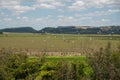 Flock of storks Ciconia maguari flock in fields of the Pampa Biome in southern Brazil