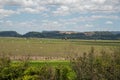 Flock of storks Ciconia maguari flock in fields of the Pampa Biome in southern Brazil