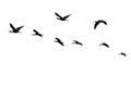 The flight of the sacred ibis. isolated. Royalty Free Stock Photo