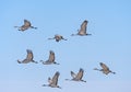 Flight of Sandhill Cranes on Migration