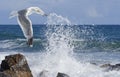 Flight of the seagull Royalty Free Stock Photo