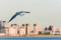 The flight of a seagull bird against the background of an evening city in the rays of sunset. The concept of freedom. Royalty Free Stock Photo