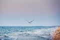 Flight of seagull over sea.