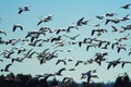 Flight of the Siberian Snow Geese Royalty Free Stock Photo