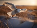 Flight of the Snowy Owl across the Arctic Tundra Royalty Free Stock Photo