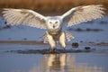 in-flight snowy owl with a fish in its talons