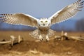 in-flight snowy owl with a fish in its talons