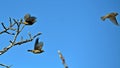 The flight of sparrows, house sparrows Passer domesticus Royalty Free Stock Photo