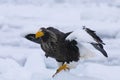 Flight of the stellar eagle taking the flight from the drift ice