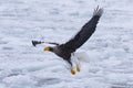 Flight of the stellar eagle taking the flight from the drift ice