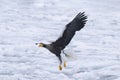 Flight of the stellar eagle taking the flight from the drift ice