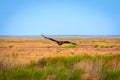 Flight of Steppe eagle or Aquila nipalensis