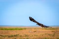 Flight of Steppe eagle or Aquila nipalensis