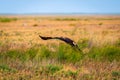 Flight of Steppe eagle or Aquila nipalensis