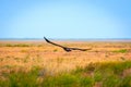 Flight of Steppe eagle or Aquila nipalensis