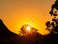 Flight of swallows over rooftops at sunrise