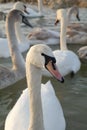 Flight of swans