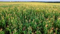 Flight to Quadrocopters Over a Field of Corn