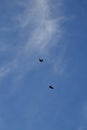Flight of two birds in the blue sky Royalty Free Stock Photo