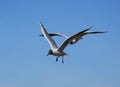 Flight of two seagulls in the blue sky Royalty Free Stock Photo