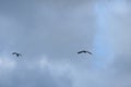 FLIGHT OF TWO WHITE EGRET BIRDS Royalty Free Stock Photo