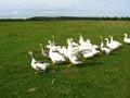 Flight of white geese on a meadow Royalty Free Stock Photo