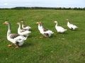 Flight of white geese on a meadow Royalty Free Stock Photo