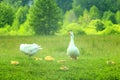 Flight of white geese on the meadow Royalty Free Stock Photo