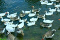 Flight of white geese swimming on the water Royalty Free Stock Photo