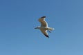 Flight of a white gull against background of blue sky in sun light Royalty Free Stock Photo