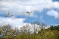 Flight of white swans over trees Ã¢â¬â blue sky with clouds
