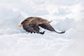 Flight White-tailed eagle, Haliaeetus albicilla, Hokkaido, Japan. Action wildlife scene with ice. Eagle in fly. Eagle fight with f