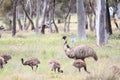 Flightless Australian bird, the Emu Royalty Free Stock Photo