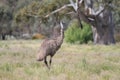 Flightless Australian bird, the Emu Royalty Free Stock Photo