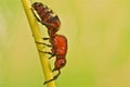 Flightless bee on green grass Royalty Free Stock Photo