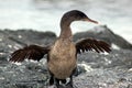 Flightless Cormorant Royalty Free Stock Photo