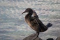 Flightless cormorant on Galapagos Islands Royalty Free Stock Photo