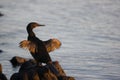 Flightless cormorant drying its wings
