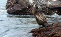 Flightless Cormorant in the Galapagos