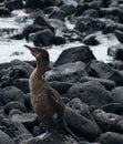 Flightless Cormorant in the Galapagos Royalty Free Stock Photo