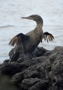 Flightless Cormorant or Galapagos Cormorant Phalacrocorax harrisi, Urbina Bay, Isabela Island, Galapagos Islands