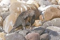 Flightless Cormorant Preening on a Rocky Shore Royalty Free Stock Photo