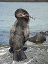 Flightless cormorant at the rocks Royalty Free Stock Photo