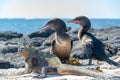 Flightless Cormorants and Marine Iguana Royalty Free Stock Photo