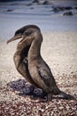 Flightless cormorants mating in the Galpagos Royalty Free Stock Photo